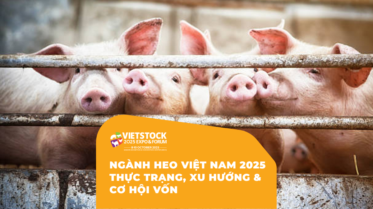 Ngành Heo Việt Nam 2025 Thực Trạng, Xu Hướng & Cơ Hội Vốn